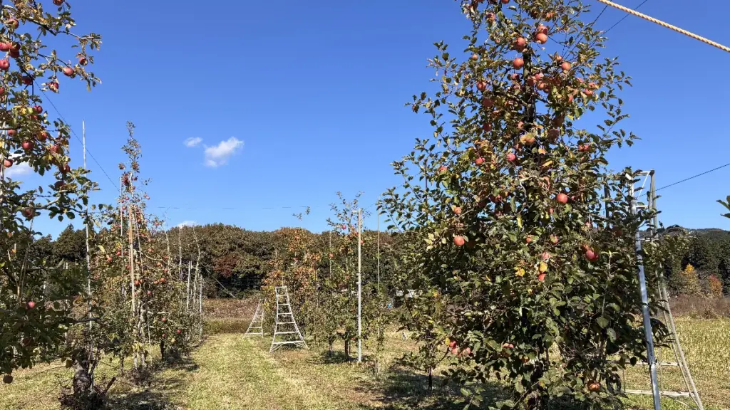 荒巻りんご園の収穫エリア。青空の下、実が赤く熟したりんごの木が並び、脚立が置かれた広々とした畑の風景