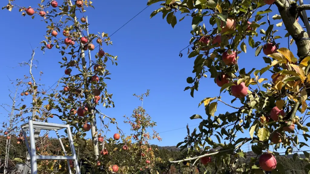 「荒巻りんご園の収穫エリア。青空の下、実が赤く熟したりんごの木と脚立が並ぶ様子