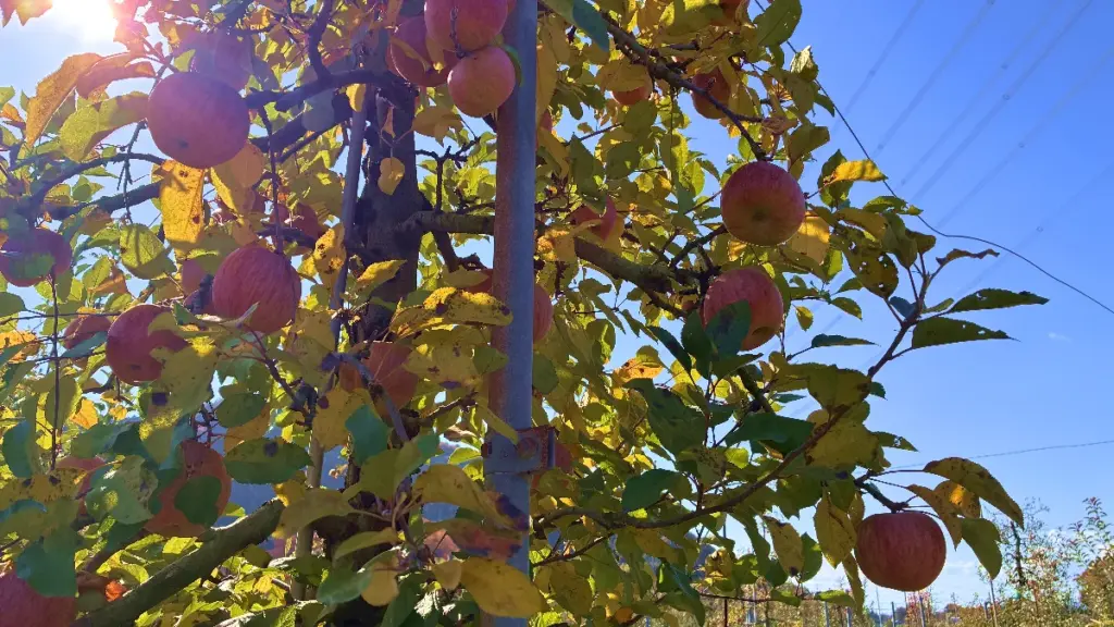 秋の日差しを受けて色づいた葉と、枝に実った赤いりんごのクローズアップ。青空に映える鮮やかな収穫の様子