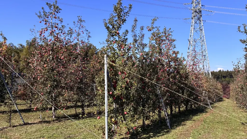荒巻りんご園の広いりんご畑。たくさんの木に赤いりんごが実り、奥には送電塔が見える収穫エリアの風景