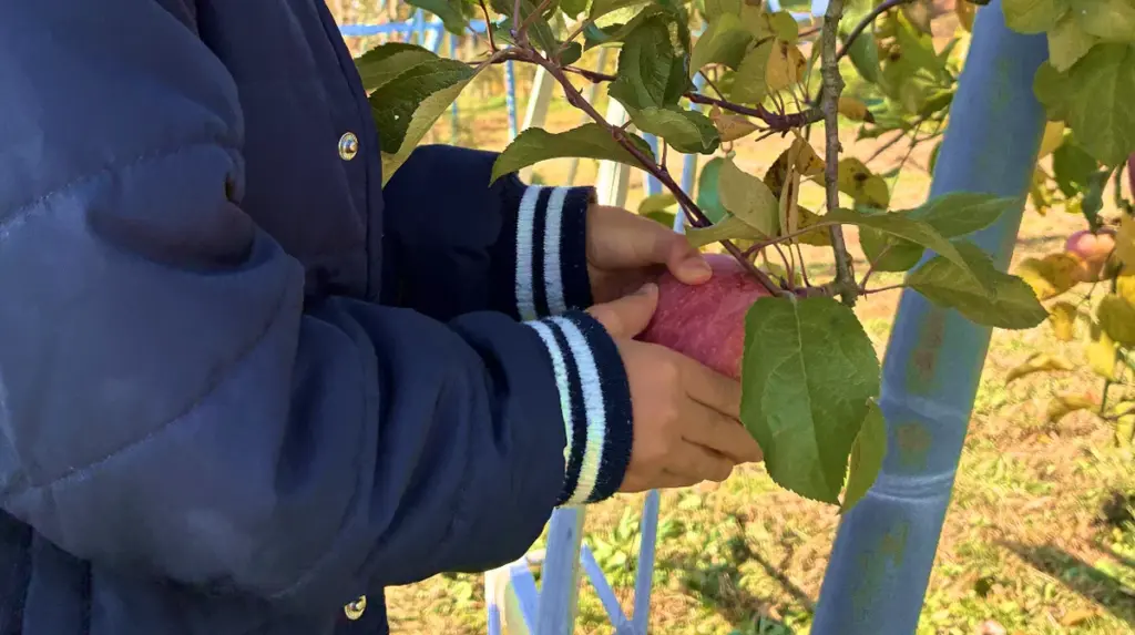 子どもが赤いりんごを枝から丁寧に収穫している様子。秋の日差しの中でのりんご狩り体験
