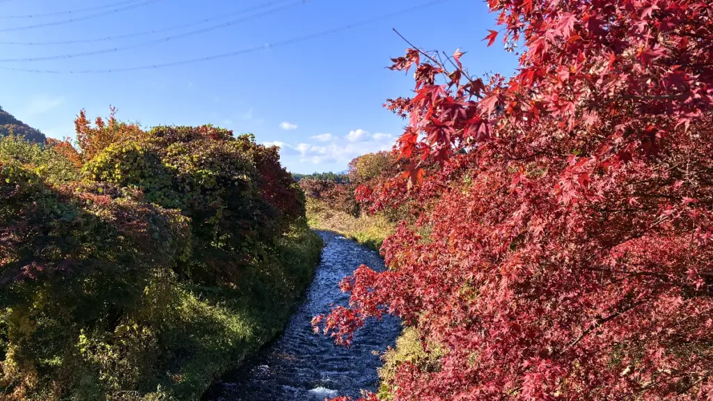 荒巻りんご園近くの川沿いの紅葉風景。赤や黄色に色づいた木々と澄んだ青空が広がる秋の景色