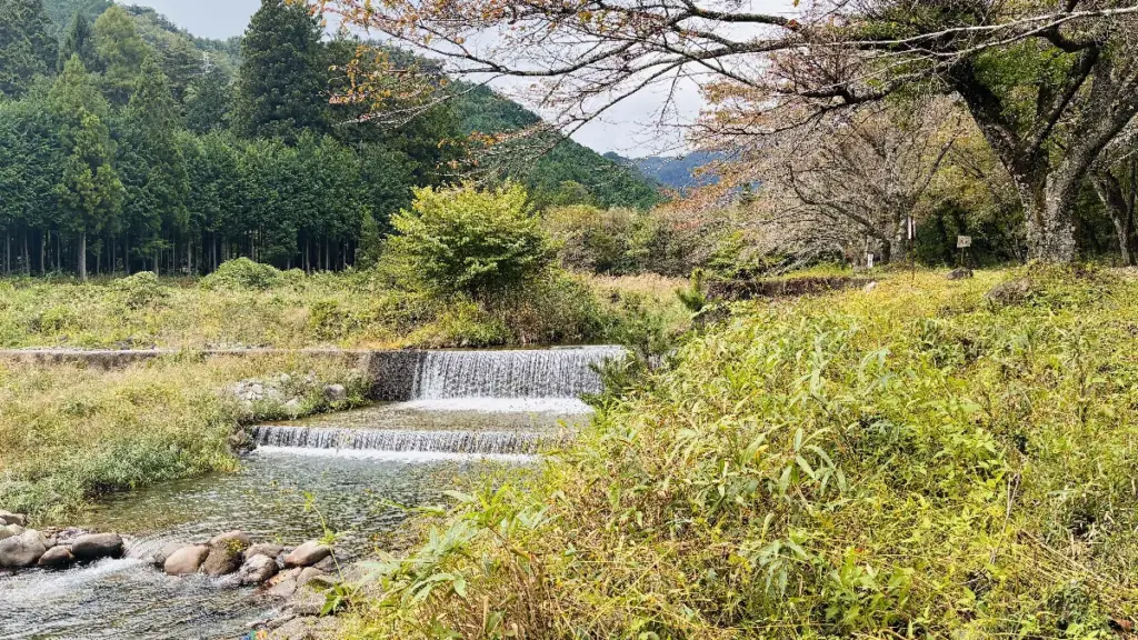 渓流に段々と落ちる小さな滝と、周囲の季節の草木が広がる一本杉渓流魚センターの自然風景。