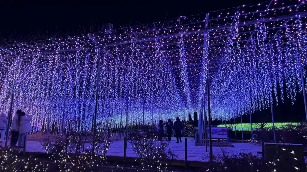 あしかがフラワーパーク イルミネーション 光の藤 青 紫 藤棚 ライトアップ 奇蹟の大藤 フォトスポット