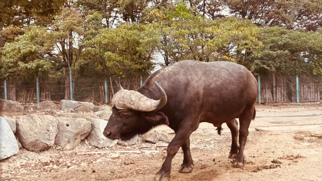 群馬サファリパークのサファリゾーン内を歩くアフリカスイギュウ。大きく湾曲した立派な角が特徴的で、車道のすぐそばまで近づいてくる迫力が伝わる。