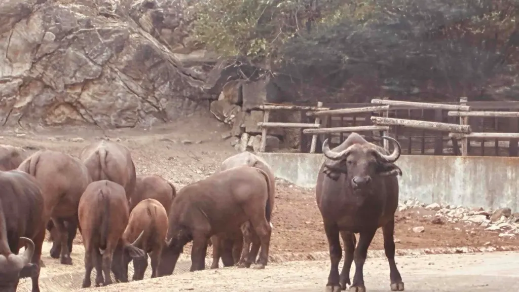 群馬サファリパークのサファリゾーンで、アフリカスイギュウの群れが砂地に集まっている様子。1頭がこちらをまっすぐ見据えており、迫力がある。車道をふさいでいる。