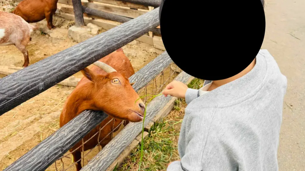 群馬サファリパークのウォーキングサファリゾーンで、子どもが柵越しに赤茶色のヤギへ青草のエサをあげている様子。