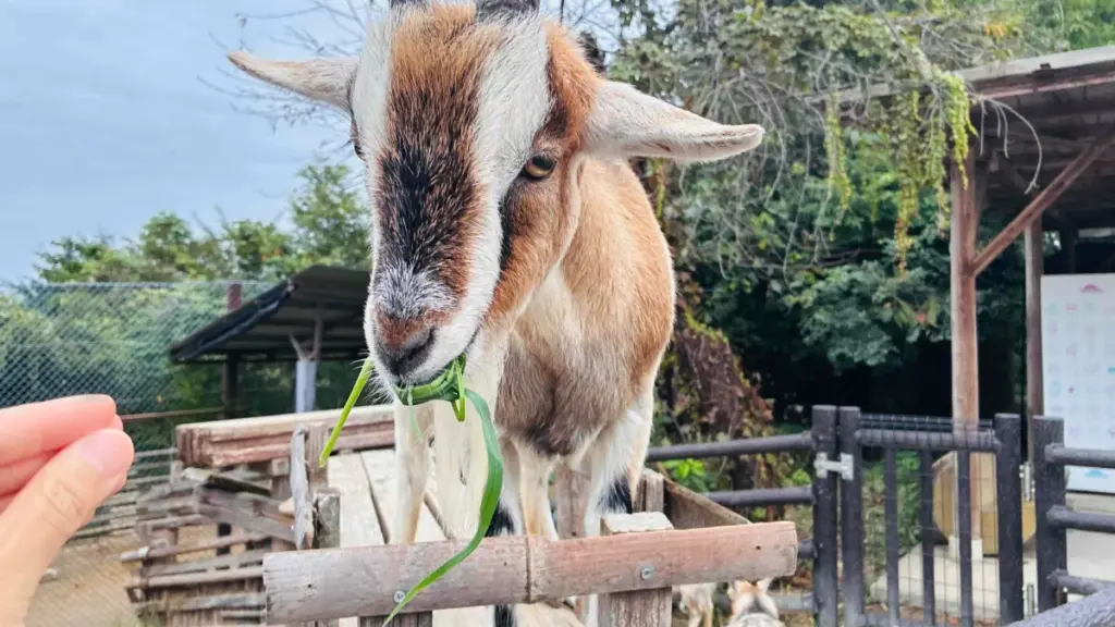 群馬サファリパークのウォーキングサファリゾーンで、柵から顔を出したヤギが手から青草をもぐもぐと食べている様子。茶色と白のまだら模様がかわいらしい。