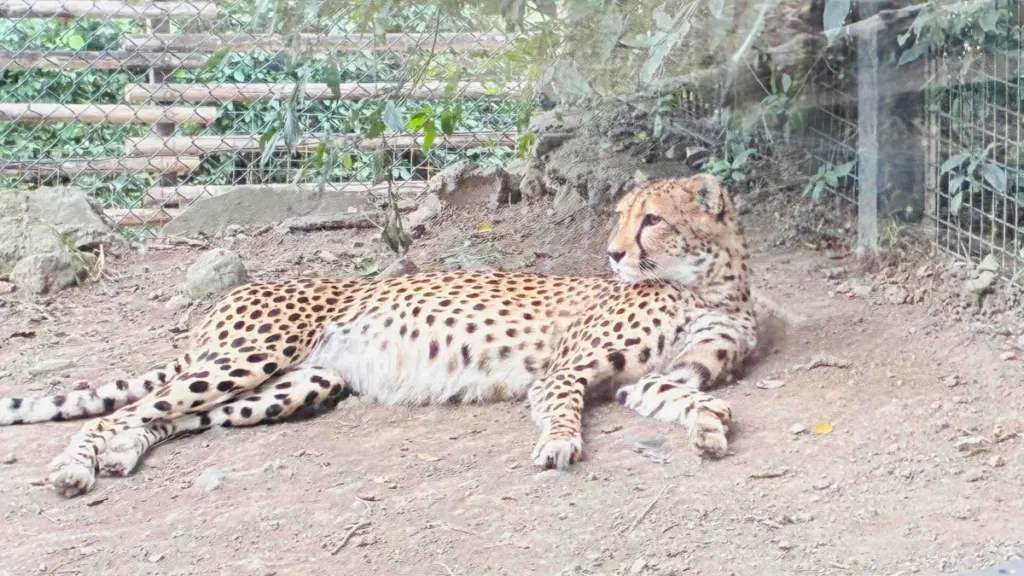 群馬サファリパーク内でくつろぐチーター。特徴的な黒い斑点模様をもち、地面に脚を伸ばしてのんびりと横たわっている。