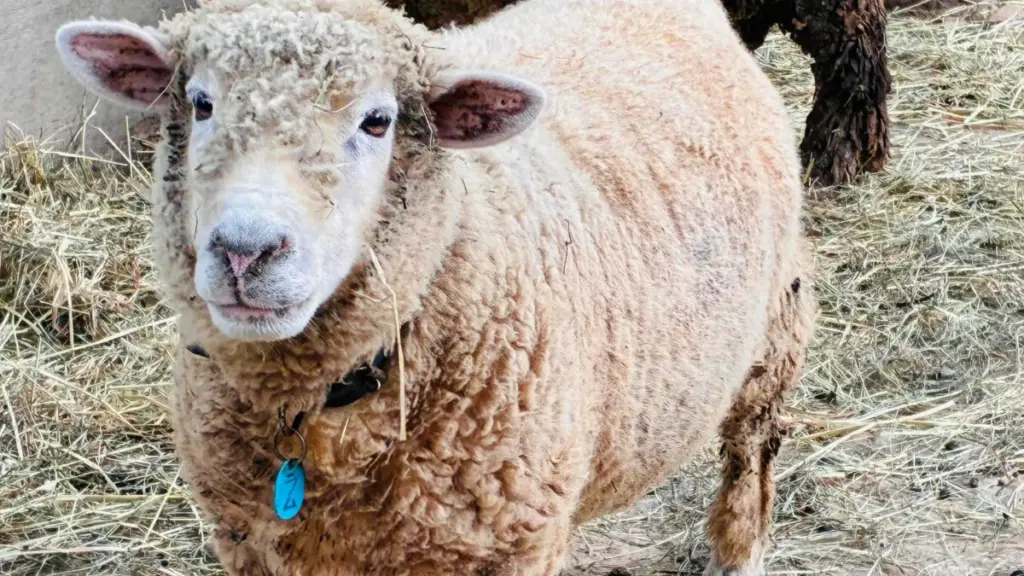 群馬サファリパークのウィーキングサファリゾーン。干し草の上に立つヒツジのアップ。首に青いタグが付いている。