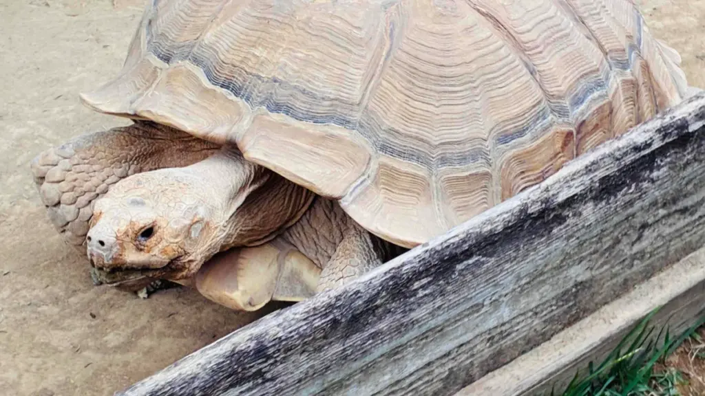 群馬サファリパークのウィーキングサファリゾーンにいる大きなリクガメの写真。囲いの中でゆっくり歩いてる。厚い甲羅としわのある足がはっきり見える。