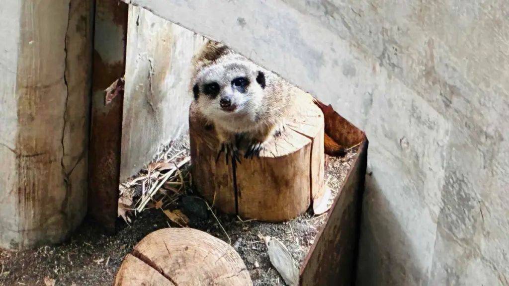 群馬サファリパークのウィーキングサファリゾーン。木の台の上に座るミーアキャット。小さな顔で隙間からこちらの様子をうかがっている。