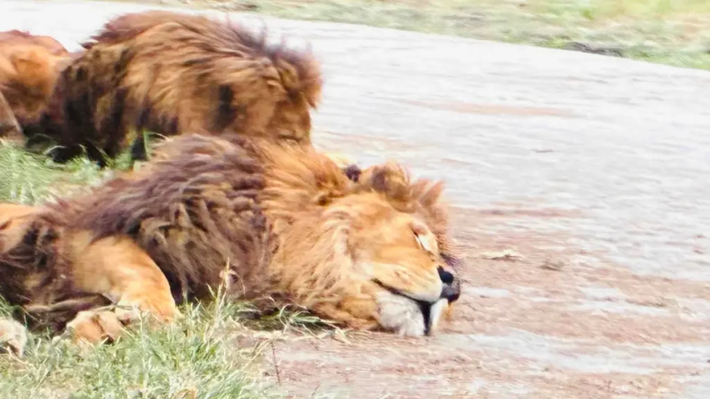 サファリエリア道路脇で横になって休むオスライオン。草地に寝そべっている。
