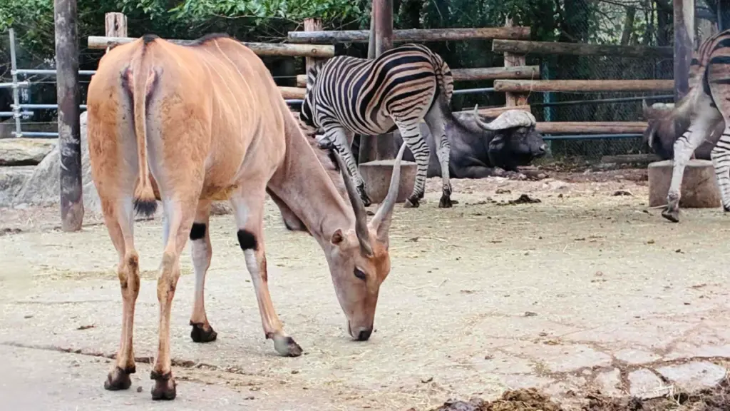 サファリエリアで草を食べるエランドとシマウマ。奥には柵と水牛の姿も見える。