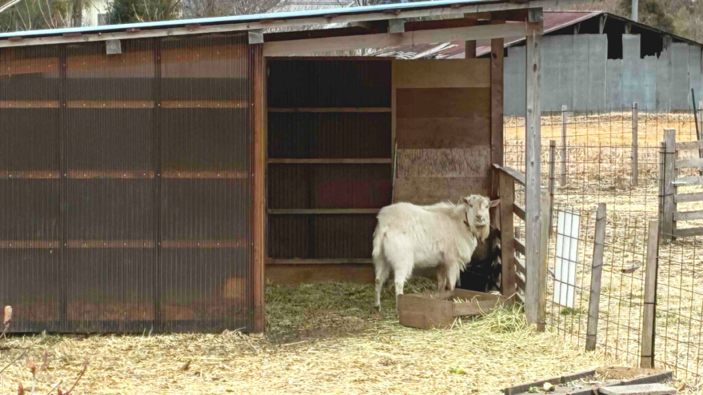 日光の米農家レストラン百笑の敷地にいるヤギ。