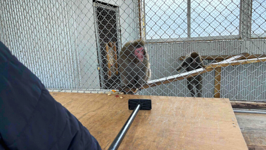 おさるランド「おさるの食事処」餌やり用の棒を使ってフルーツを猿にあげているよう様子。