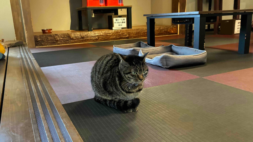 おさるランド「ねむり猫カピ屋敷」内でリラックスして座っているトラ猫。