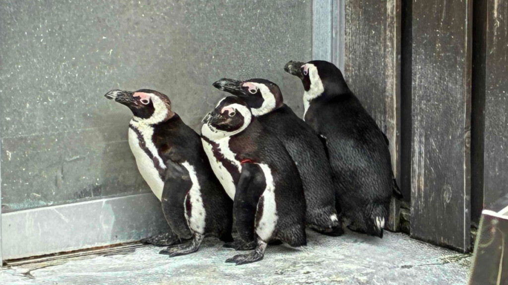 おさるランド「日光ペンギンガーデン」内のペンギン。4羽が扉の前に列になって並んでいる写真