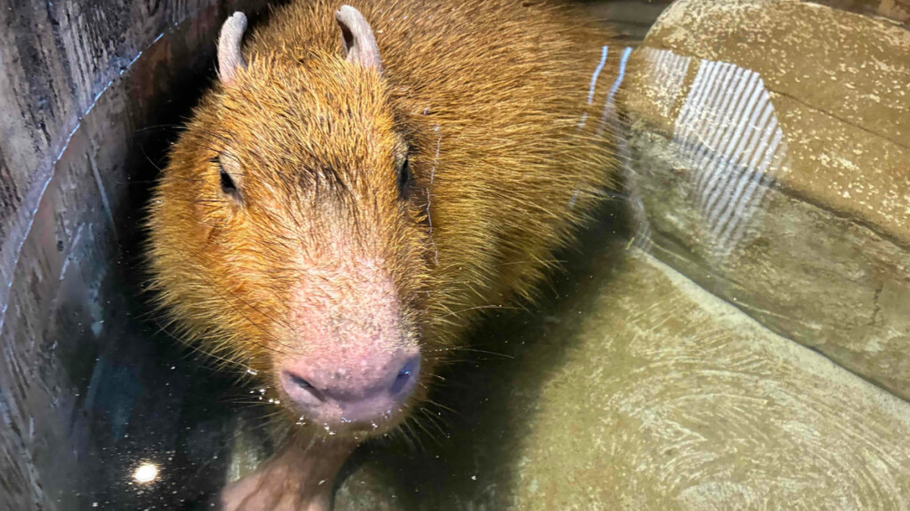 水に浸かってリラックスしている、おさるランド「ねむり猫カピ屋敷」のカピバラ。