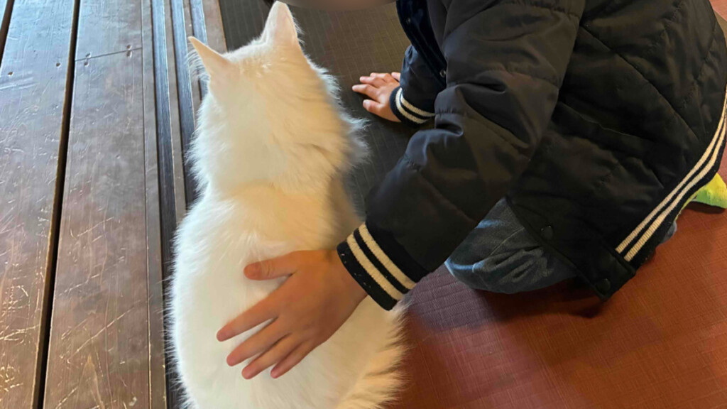 白いふわふわの猫を後ろからなでている子供(後ろ姿)。