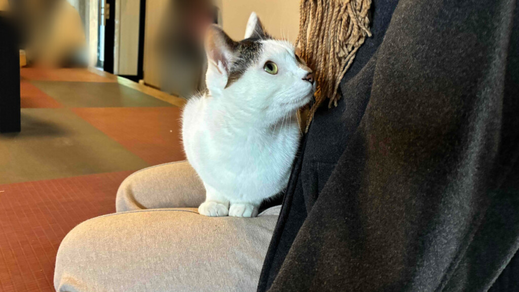 猫カフェにて、黒いジャケットを着た人に抱かれ、上を見上げる白と茶色耳の猫。